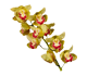 گل ارکیده سیمبیدیوم فیونا